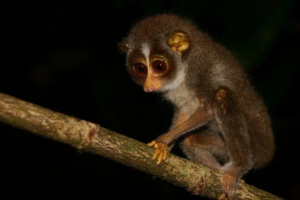 Лемур лори. Толстый лори ядовитые железы. Лемур лори толстый. Красная книга лемур лори описание. Истории лори.