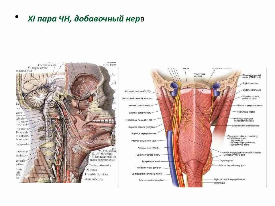 Строение шеи и горла. Лимфатические узлы гортани анатомия. строение гортани лимфоузлы. строение шеи сзади лимфоузлы. лимфоузлы гортани анатомия.