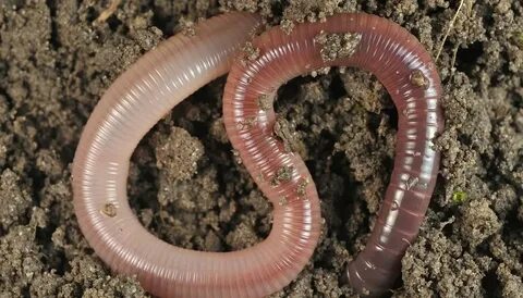 Earthworm