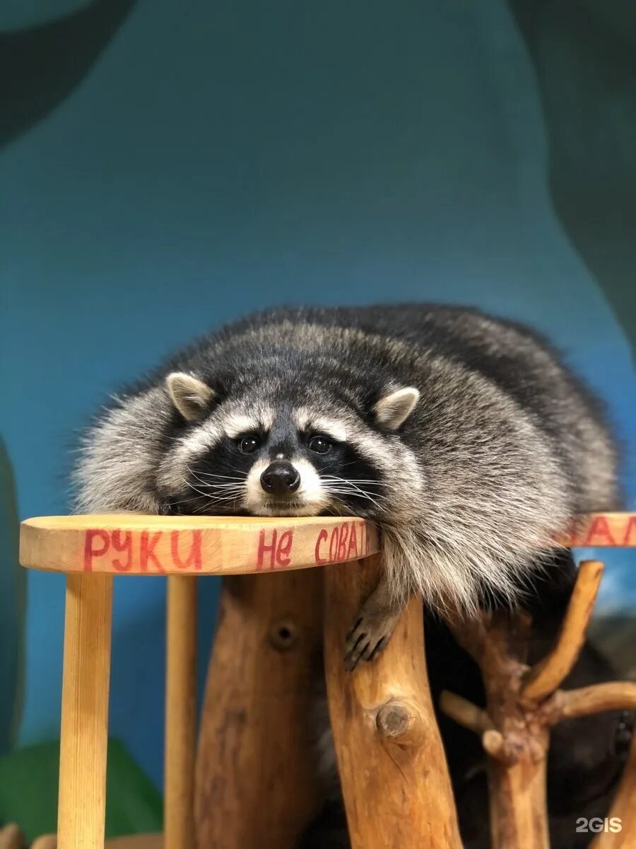 Охта парк енот охтик. Дом енотов в санкт петербурге. Енот в санкт-петербурге. Дом енотов в санкт петербурге. Енот купить шебекино.