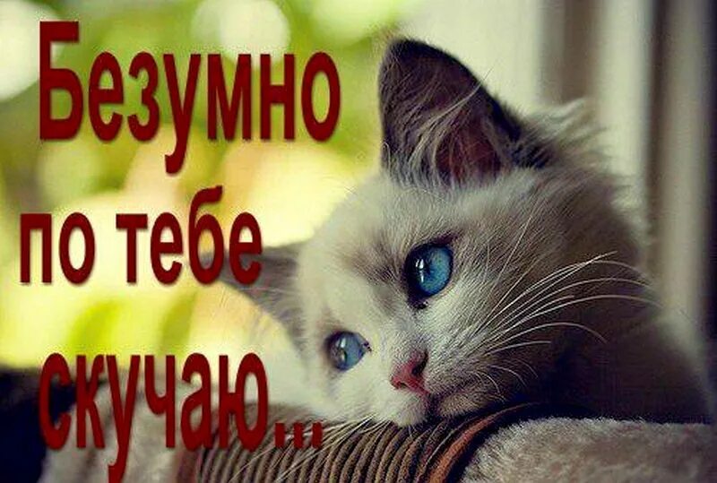 Открытки скучаю любимому. Очень безумная. Я тебя очень сильно люблю. Люблю свою девочку. Люблю тебя безумно любимый.