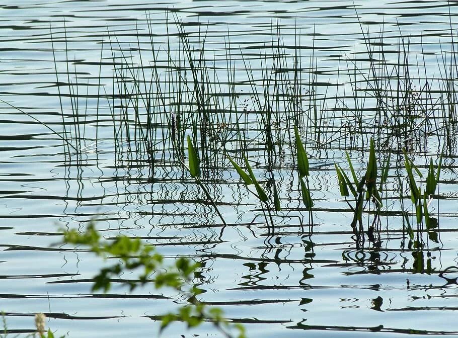 Трава на воде 5. Отражение травы в воде. вода на травинке. трава отражающиеся в воде. отражение тростника на воде.