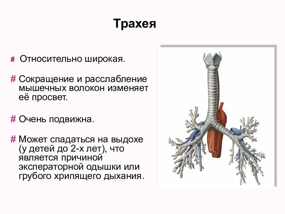 Афо трахеи у детей. Трахея система органов. Трахея функция органов дыхания. Анатомия трахеи у детей. Строение и функции трахеи и легких