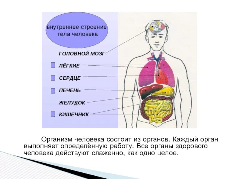 Название внутренних органов человека. Строение тела человека. Организм человека состоит. Из чего состоит организм. Сколько в организме органов