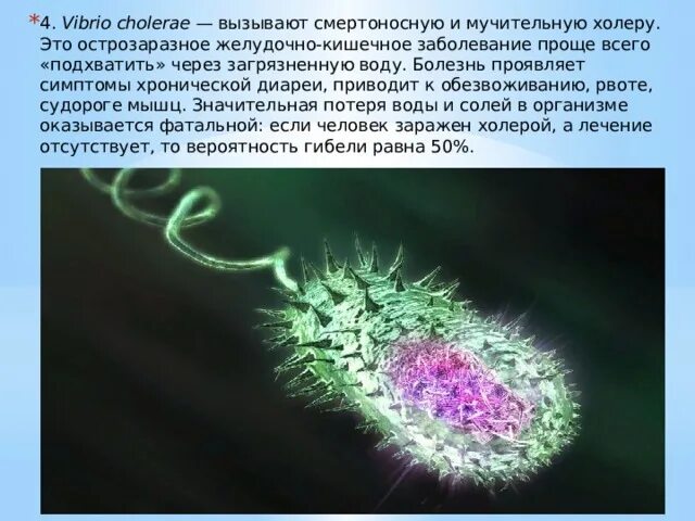 Известно что холерный вибрион вид подвижных. Холерный вибрион строение. Бактерии вибрионы 5 класс. Строение бактерии вибрионы. Вибрионы бактерии описание.