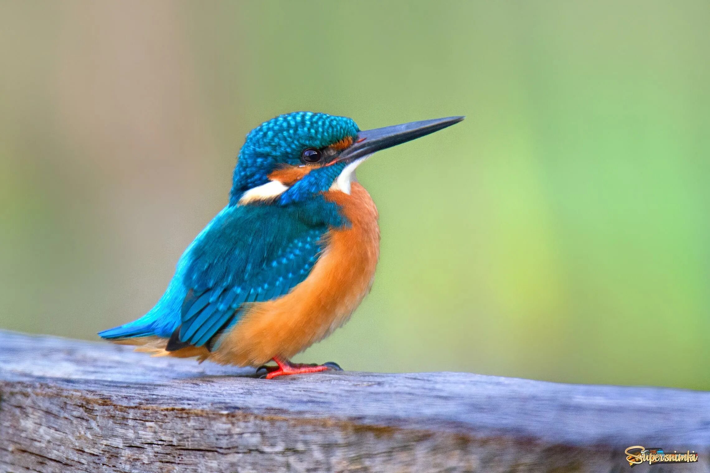 Красная белка. Erinaceus europaeus — обыкновенный ёж. Про обыкновенную. Еж сибирский обыкновенный. Еж обыкновенный (erinaceus europaeus l.