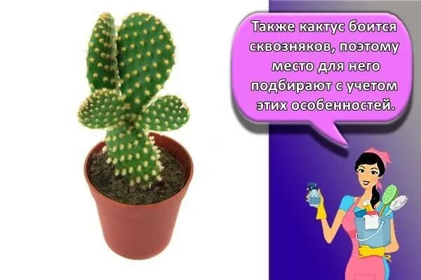 Внешнее строение кактуса. Суккулент аустроцилиндропунция шиловидная. строение кактуса. особенности строения кактуса.