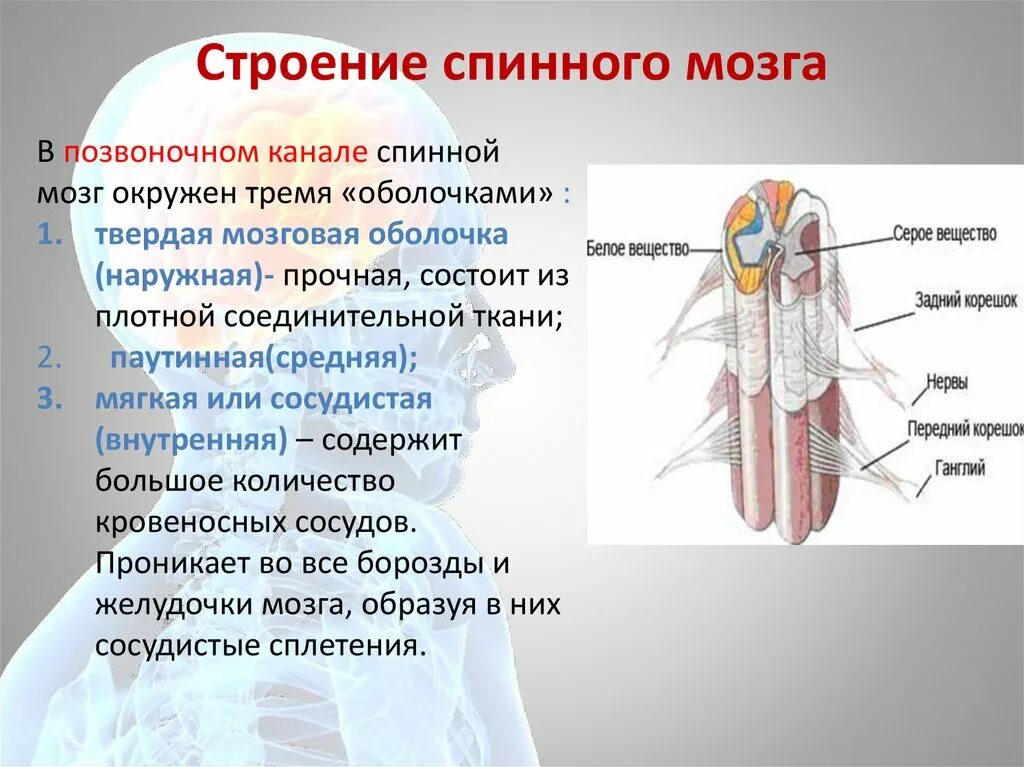 Внутреннее строение спинного мозга. Строение спинного мозга 8 класс. Внешнее строение спинного мозга. Борозды спинного мозга анатомия.