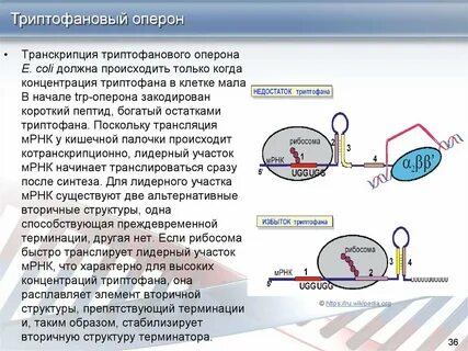 Транскрипция уровень