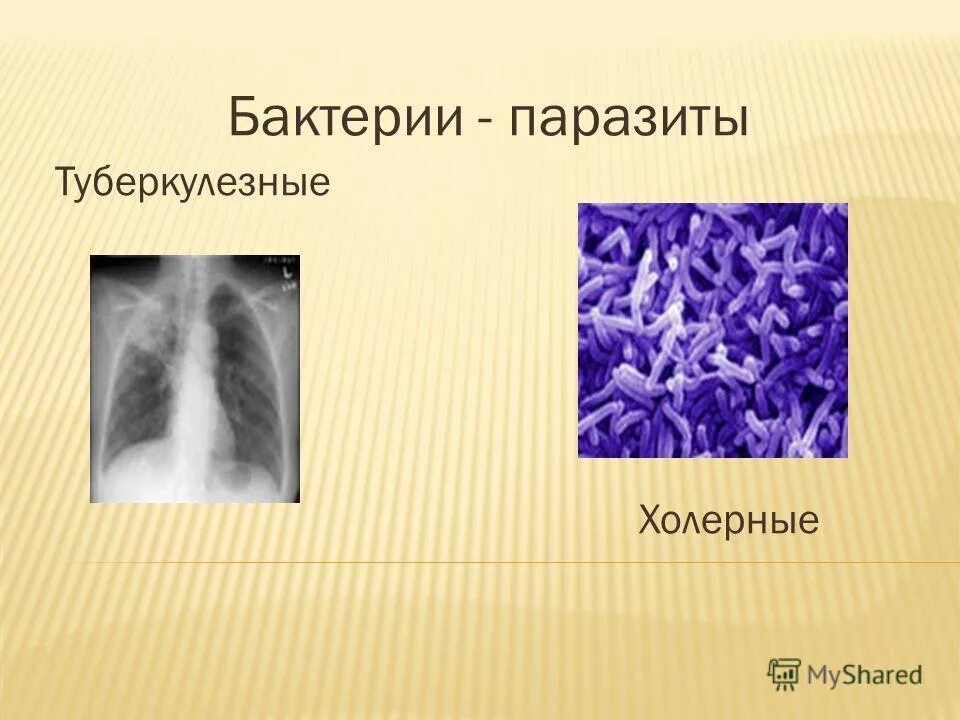 бактерии паразиты питаются