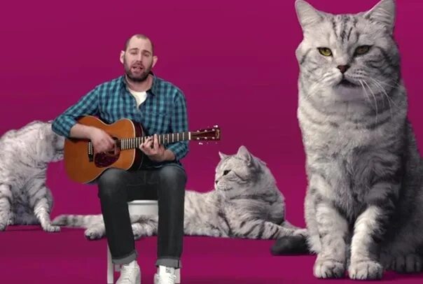 Песня про кота который