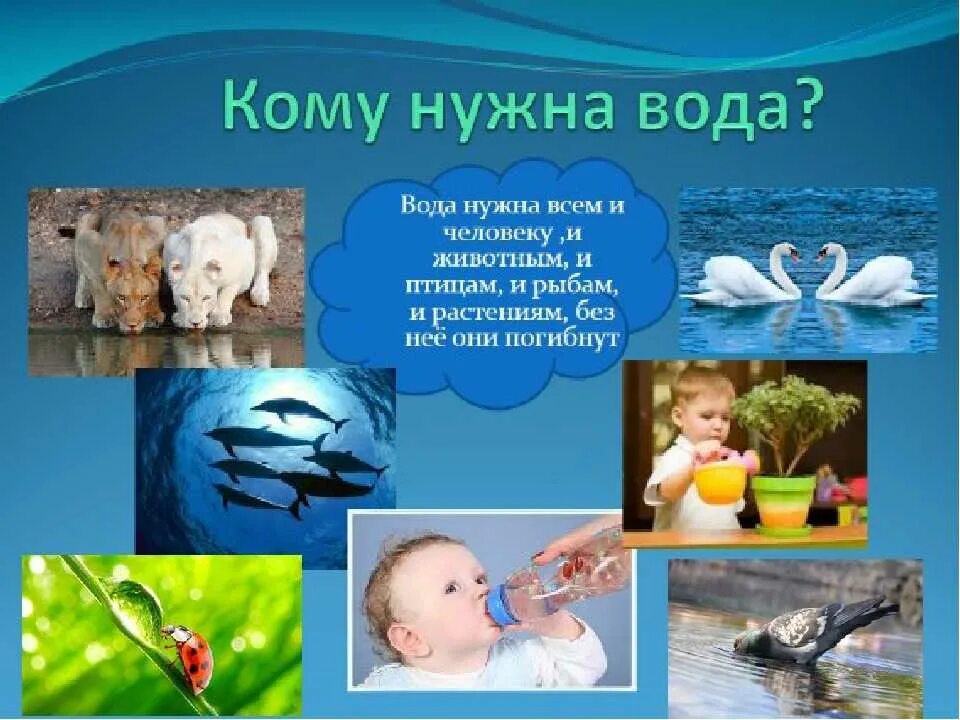 Для чего нужна вода животным окружающий. Вода нужна всем. зачем нужна вода. зачем нужна вода человеку и всему живому.