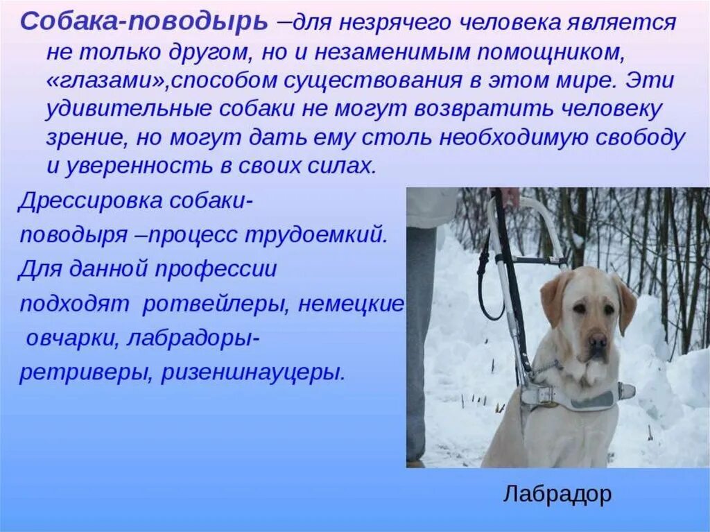 Рассказы про слепых. Собаки поводыри презентация. Презентация на тему собаки. Проект про собак. Сообщение о собаке поводыре.