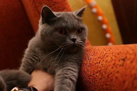 Кош