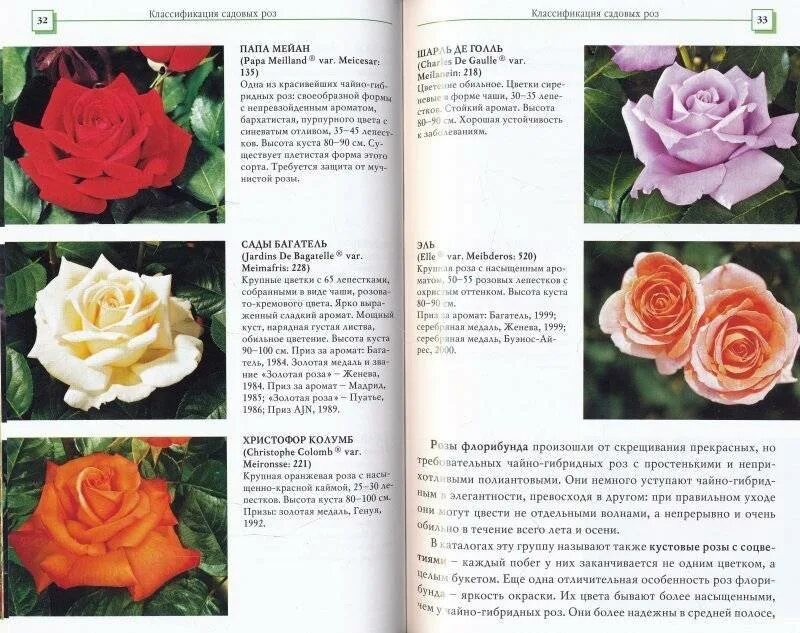 Как отличить розы. Чайно-гибридные розы в розарии. Чайно-гибридные розы описание.