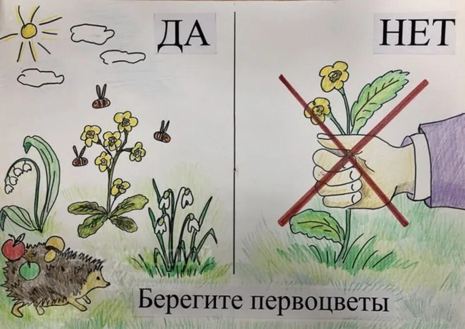 Берегите растения рисунок. Плакат берегите первоцветы. Стенгазета береги первоцветов. Берегите природу первоцветы. Рисунок на тему не рвите первоцветы.