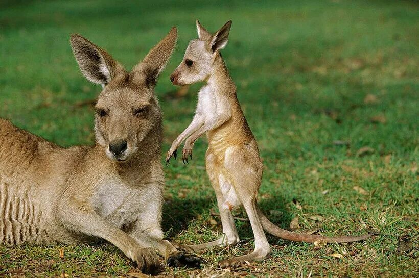 Cute kangaroos with babies - YouTube