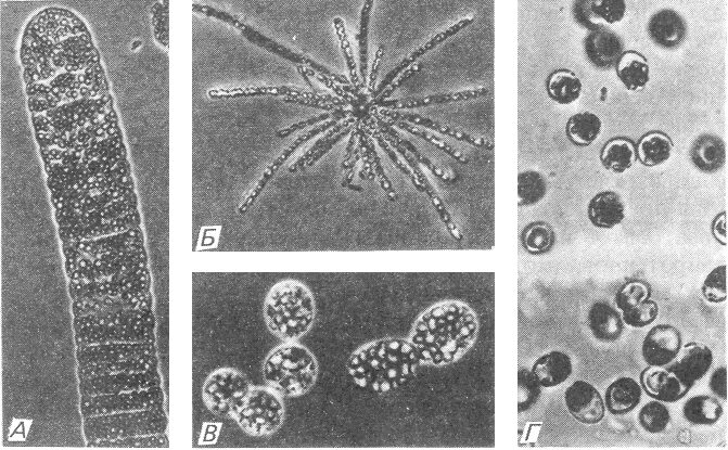 Серобактерии хемотрофы. Хемотрофные бактерии. Сера бактерии. Серные бактерии. Пурпурные серобактерии.