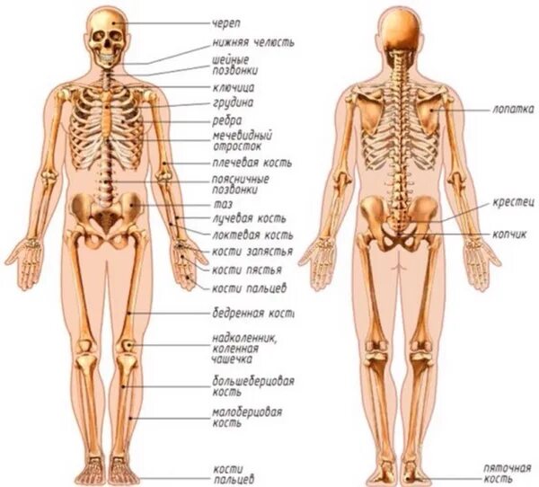Amazon.com: Skeleton Flash Cards