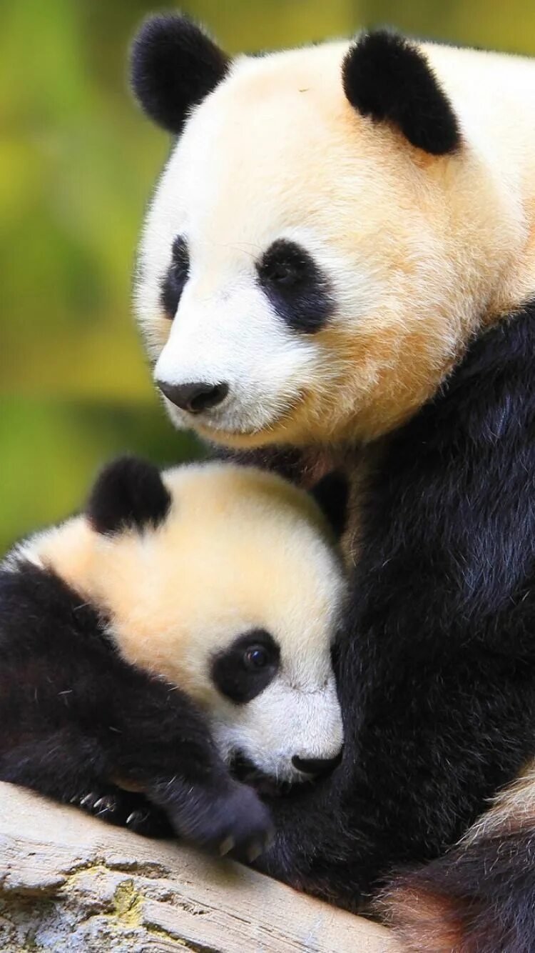 Телефоны pandas