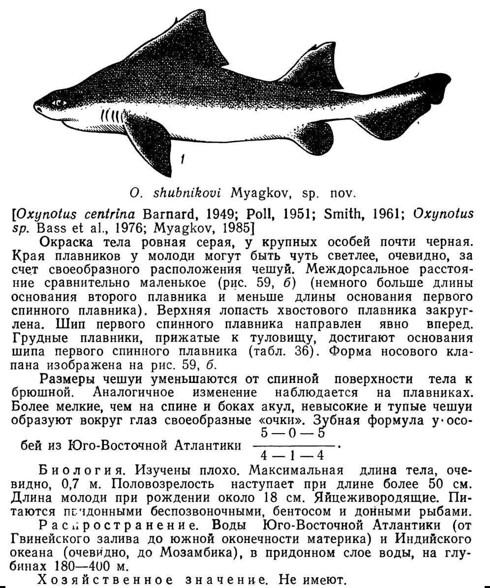 Окраска тела акулы. Окраска тела акулы. Акула живая. Эмбрионы тигровой акулы. Внешние признаки акулы.