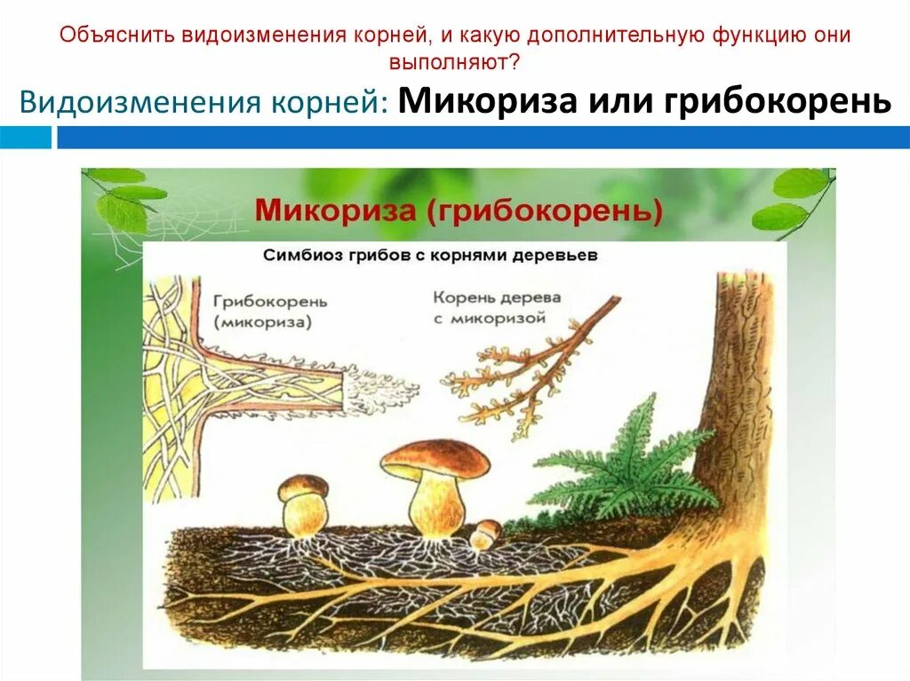 Корни грибов как называется. Шляпочные грибы микориза. Микориза мутуализм. Микориза с грибами-симбионтами. Мутуализм грибокорень.