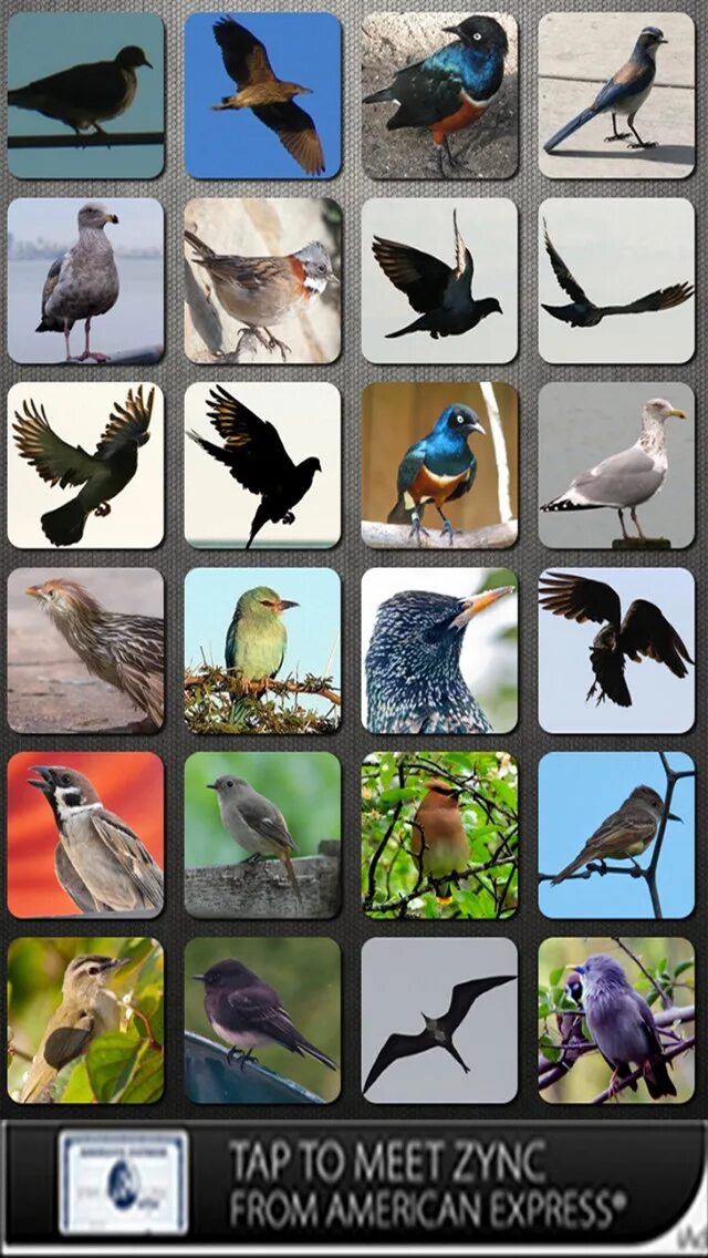 Звуки птиц. Птицы со звуком з. Птицы со звуком з в названии. Птицы со звуком рь.