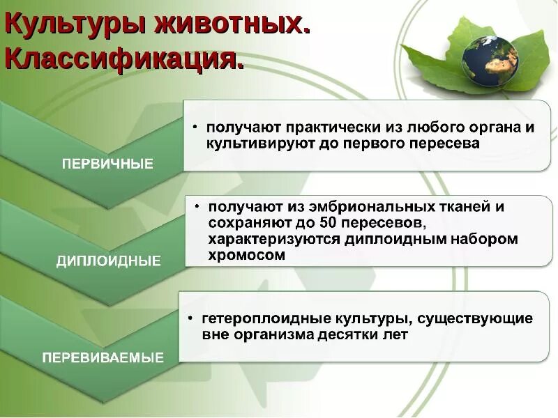 Культурные животные это. Существует ли культура у животных. Культурные животные. Культура клеток животных. Культурные животные это.