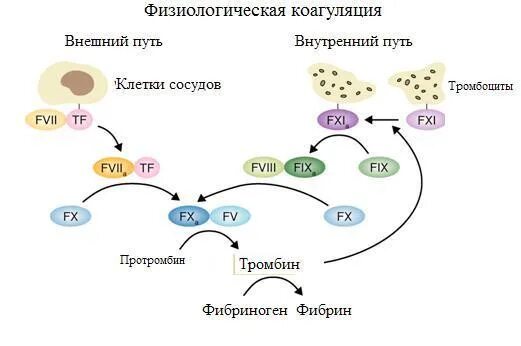 Схема свертывания крови внешний и внутренний. Коагуляционный Каскад свертывания крови. Коагуляция крови схема. Внешняя и внутренняя система свертывания крови.