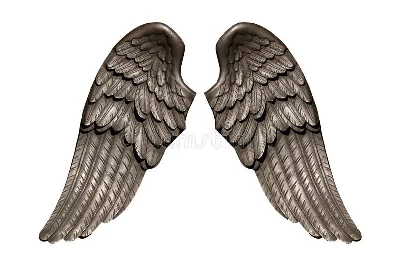 Крылья для фотошопа на прозрачном фоне. Тату надпись ангел. Части тела животных на английском. Клюв по английскому. Крылья для фотошопа без фона.