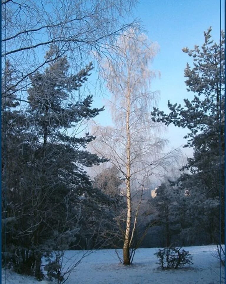 Мимо елок и берез едет. Зимняя береза. береза зимой. береза в снегу. снежная береза.