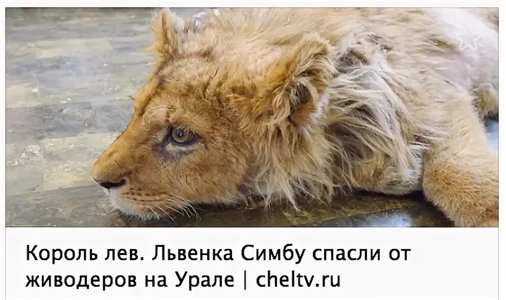 Спасать симбу от пчел. Спасать симбу от пчел