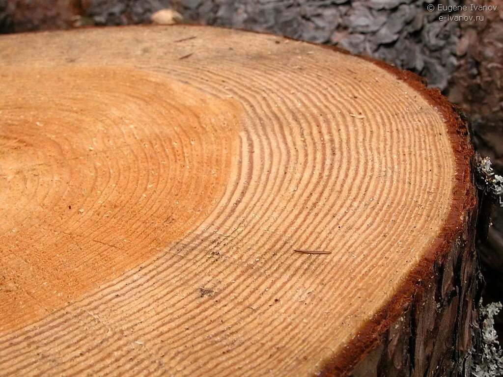Хочу срез. Годичные кольца древесины Секвойя. Сибирская лиственница годичные кольца. Сосна древесина. Спил дерева.