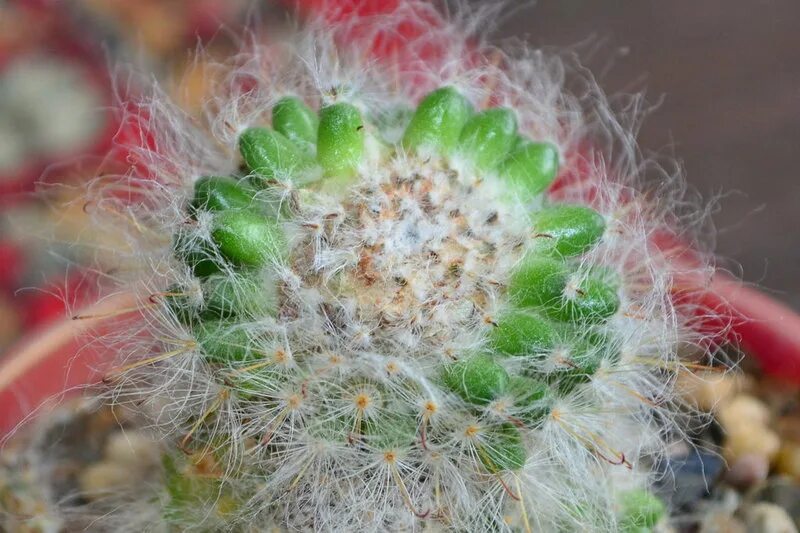 Ответы Mail.ru: Echinopsis subdenudata.Болезнь ли это? белая паутинка между ряда