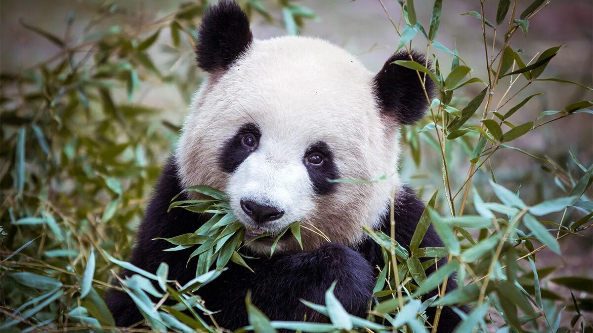 Why panda