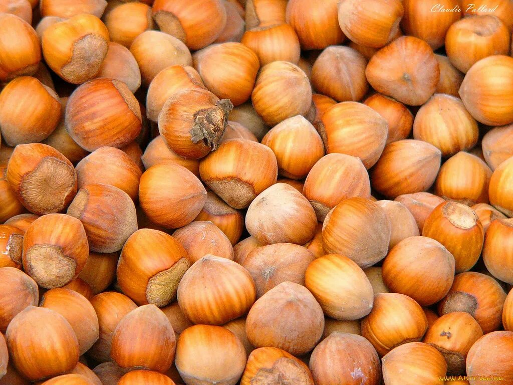 Сновидение ореховое дерево. Крепкий орех. К чему снится на земле много орехов. Орехи во сне для женщины к чему. Фундук во сне.