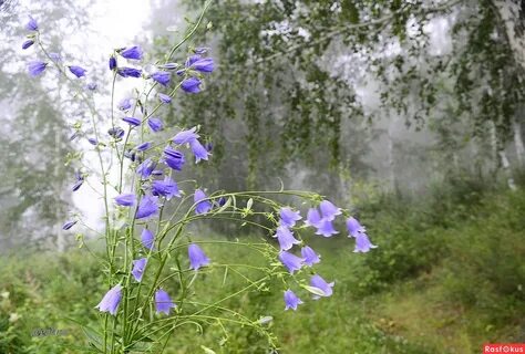 Песня полевые цветы колокольчики ромашки белые