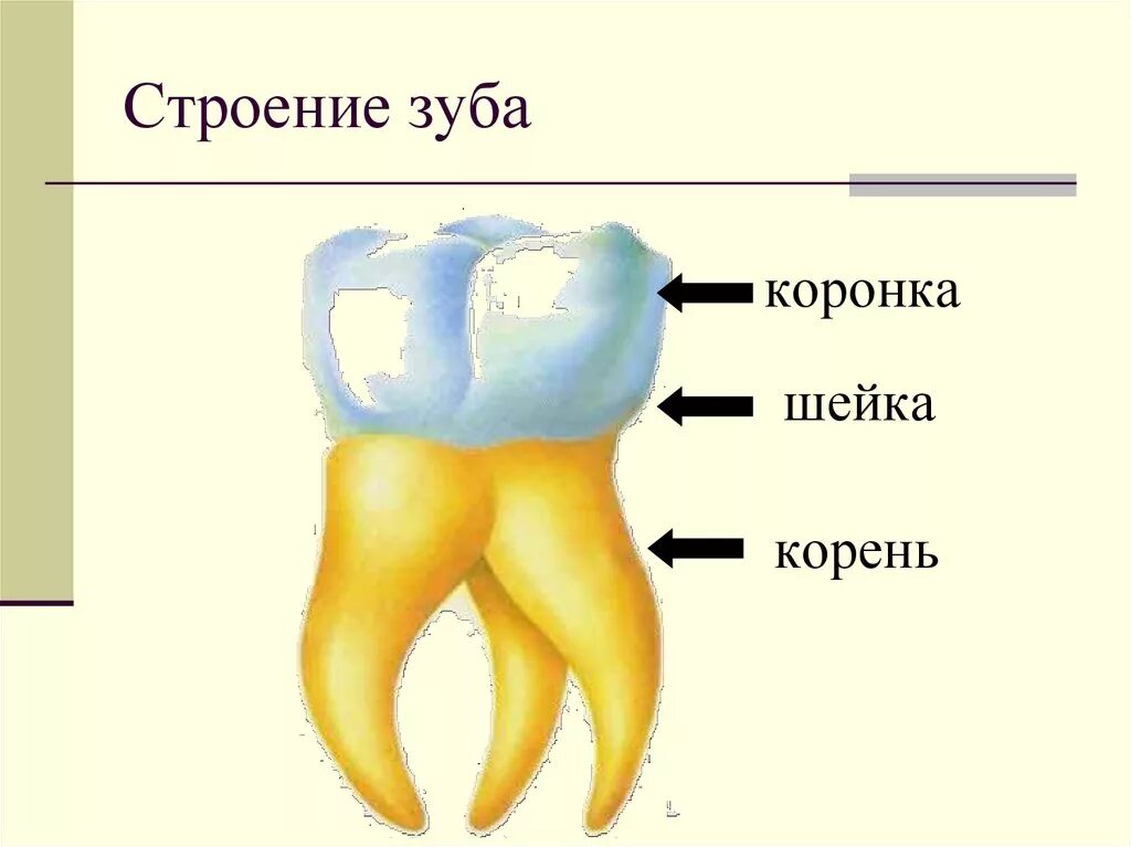 Картинка зубы человека