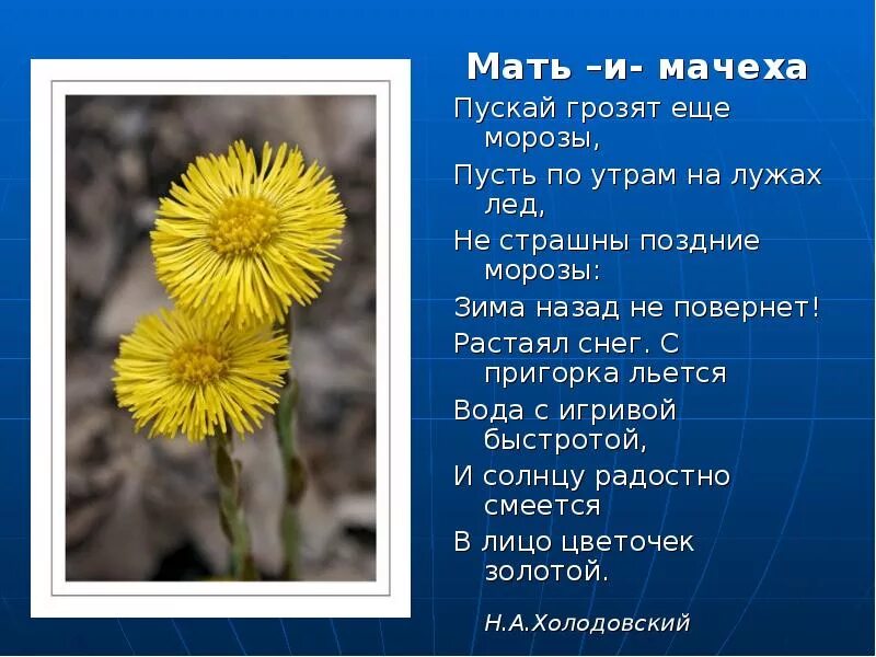 Мачеху несколько раз перевод. Загадка про мать и мачеха цветок. загадка про мать и мачеху для детей. мать и мачеха цветок. стихи про мать и мачеху цветы.