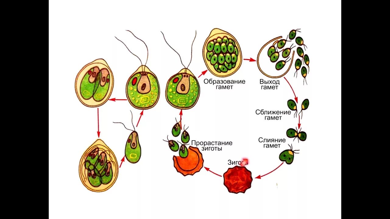Какое поколение у водорослей. Ботаника циклы водорослей. Циклы развития водорослей ЕГЭ биология. Цикл развития зеленых водорослей. Жизненный цикл ботаника водоросли.