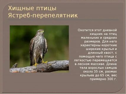 Почему хищные птицы