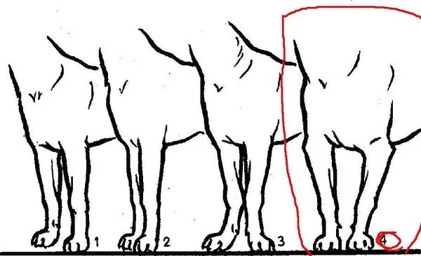 Старая собака задние лапы. Косолапость размет у собак. Дисплазия задних лап у немецкой овчарки. Дисплазия передних суставов у собак. Дисплазия тазобедренных суставов у собак задние.