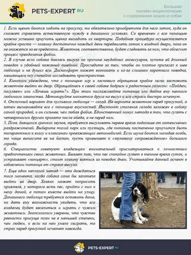 Как отучить собаку бояться