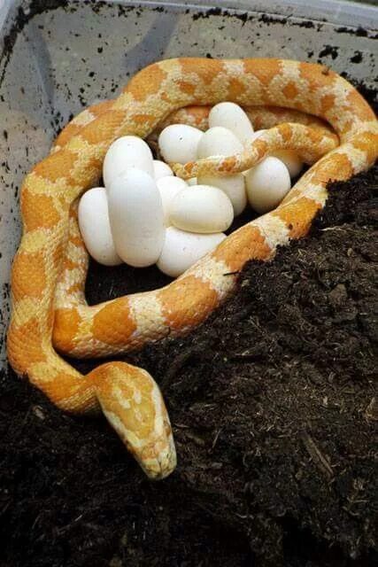 Python egg