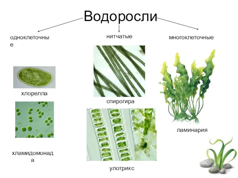 Представители многоклеточных и одноклеточных водорослей. Одноклеточные и многоклеточные хлорелла улотрикс. Одноклеточные зеленые водоросли примеры. Зелёные многоклеточные водоросли представители.