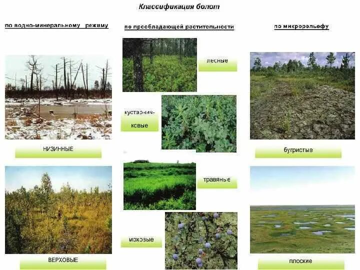 Почему культурные растения плохо растут на заболоченных. Ведомость заболоченных участков. как понять что участок болотистый. растения на заболоченных почвах. как определить заболоченность участка.