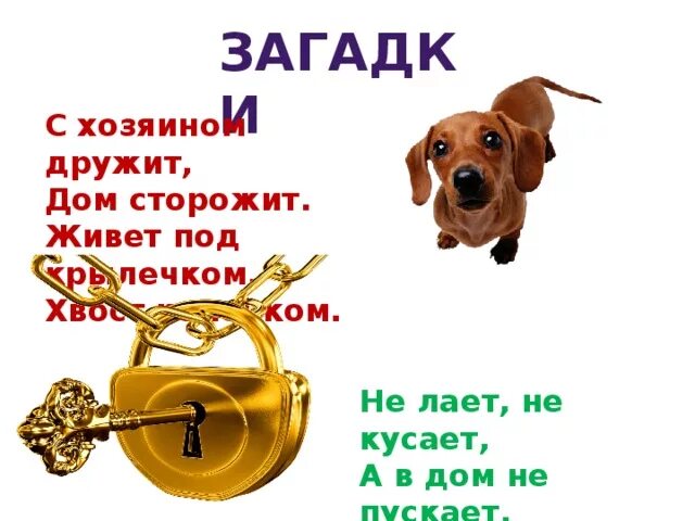 Загадка не лает не кусает а в дом не пускает. Загадки не лает не кусает а в не пускает. Лает но не кусает ответ. Загадка ни лает ни кусает. Белая бочка нет в ней ни сучочка