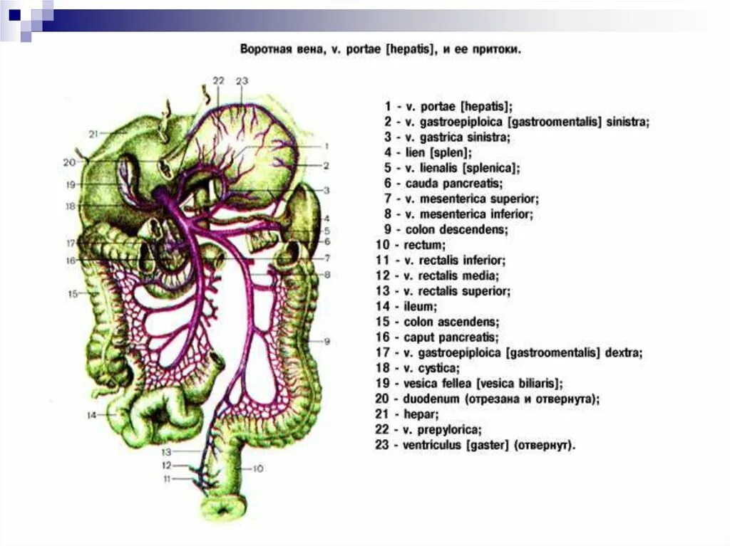 Система воротной вены схема. Воротная Вена печени анатомия. Система воротной вены анатомия схема. Правая воротная вена