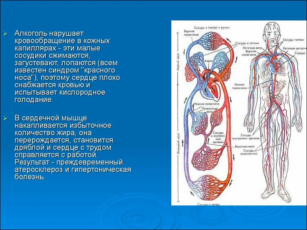 Алкоголь нарушает кровообращение. Кровообращение в капиллярах. Воздействие на кровообращение
