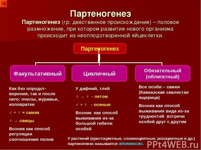 Происхождение полов. Филогенез половой системы позвоночных. Партеногенетическое размножение у растений. Возникновение полового процесса в эволюции. Половое размножение этапы.